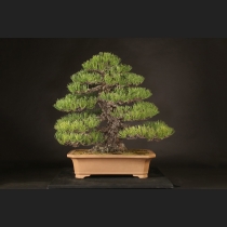 盆栽・水石の通販は雨竹亭オンラインショップ