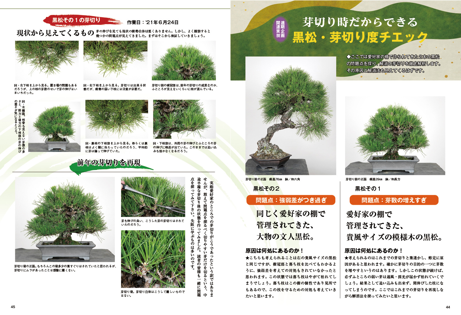 月刊「近代盆栽」2022年7月号 | 盆栽、盆栽書籍、盆栽鉢の通販│近代出版