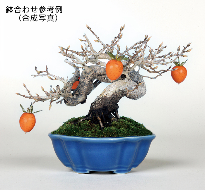 KINBONオリジナル盆栽鉢 木瓜型 | 盆栽、盆栽書籍、盆栽鉢の通販│近代出版