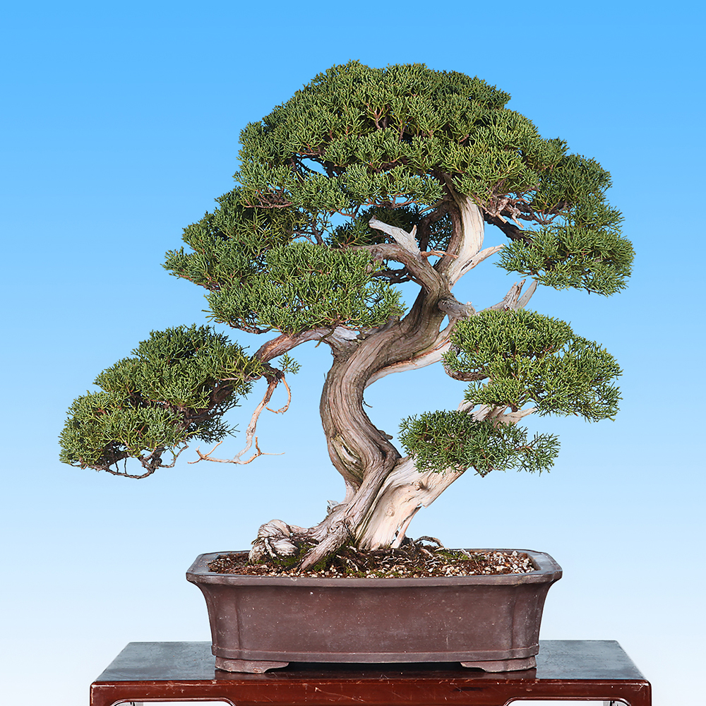 樹高8㎝ 根上がりミヤマキリシマ ピンク 小品 盆栽 黒松 真柏 五葉松