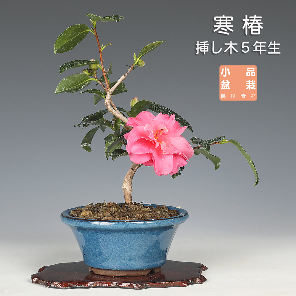 伊万里錦手丸鉢 | 盆栽、盆栽書籍、盆栽鉢の通販│近代出版