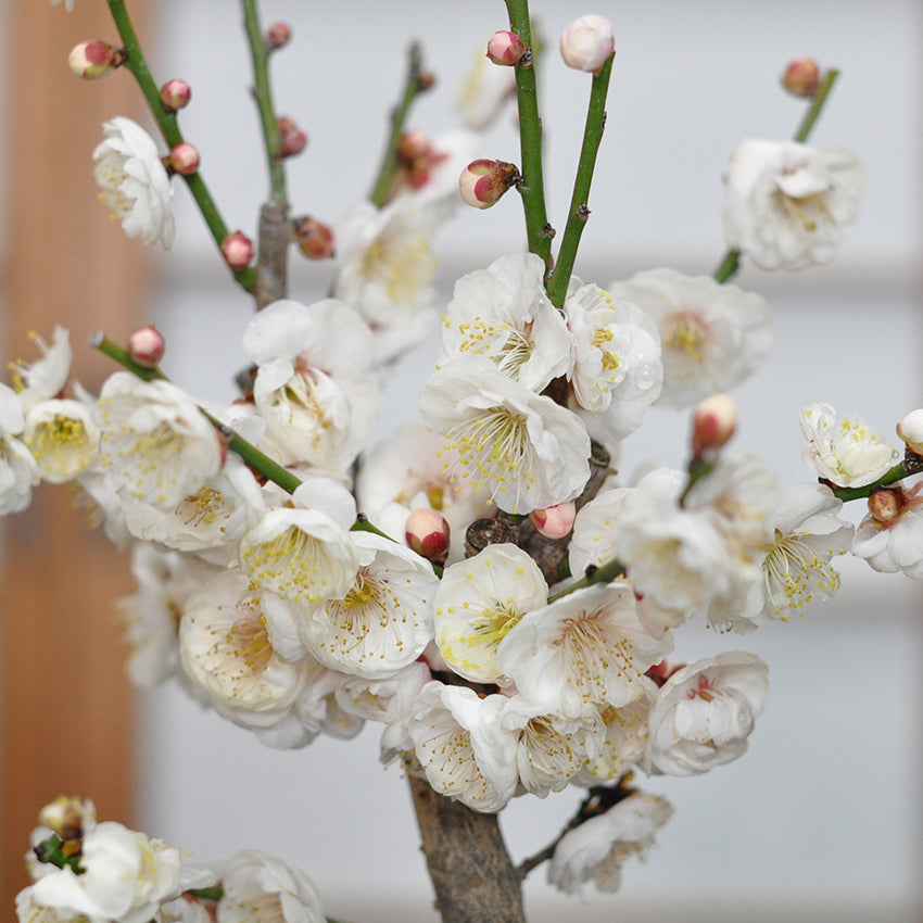 三河盆栽 野梅 ヤバイ 梅 盆栽 花物 白花 極古 荒皮 サバ幹