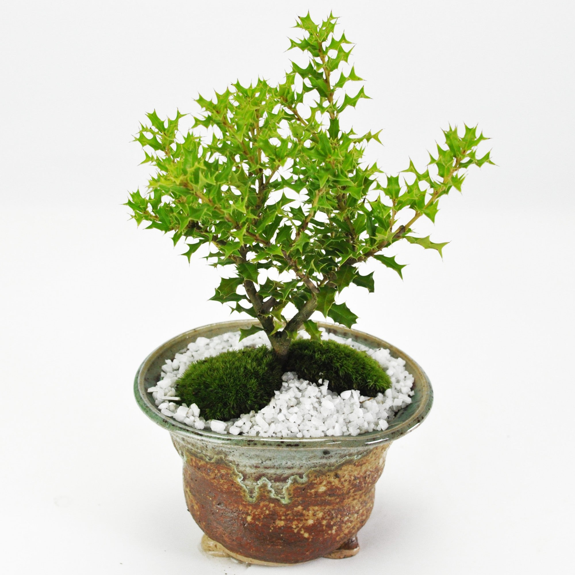 姫ヒイラギの盆栽 信楽焼南蛮鉢の盆栽の販売｜盆栽妙 – 盆栽妙 本店