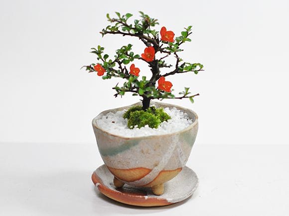 大木感のある長寿梅の盆栽とはじめての道具セットを販売｜はじめる専門