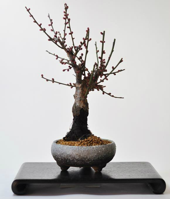 白梅 信楽焼鉄鉢の盆栽を販売｜入門は盆栽妙 – 盆栽妙 本店