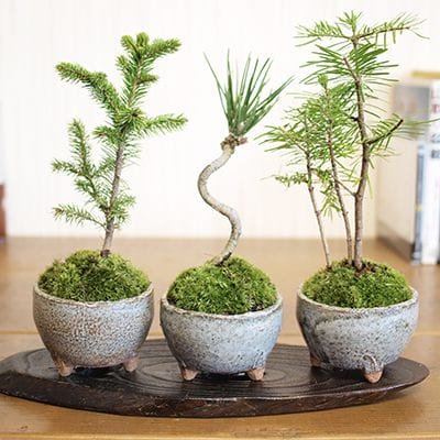 五葉松 大品盆栽 樹齢100年の一点物盆栽を販売｜盆栽妙 – 盆栽妙 本店