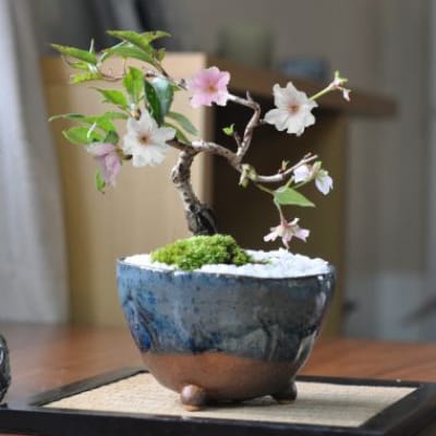 さつき 深山満月の盆栽を販売｜盆栽妙 – 盆栽妙 本店