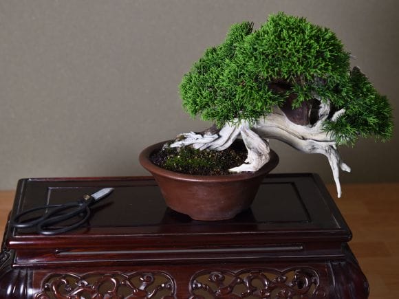 匠の盆栽】真柏 1点もの No.251【平松浩二】の盆栽を販売｜盆栽妙