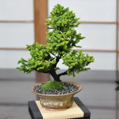 赤石五葉松 根上がりの盆栽を販売｜盆栽妙 – 盆栽妙 本店