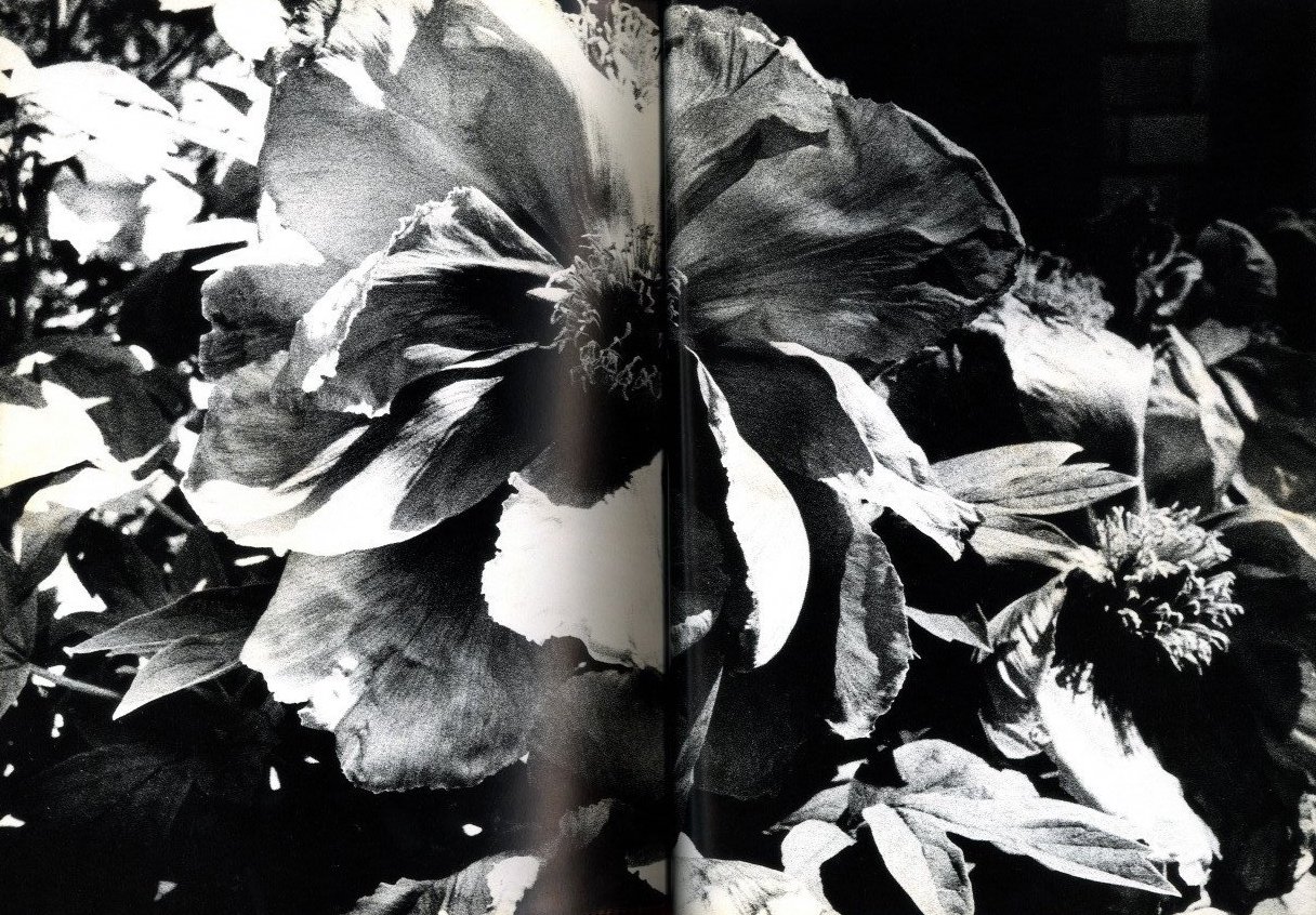 光と影 / 森山大道 | 小宮山書店 KOMIYAMA TOKYO | 神保町 古書・美術