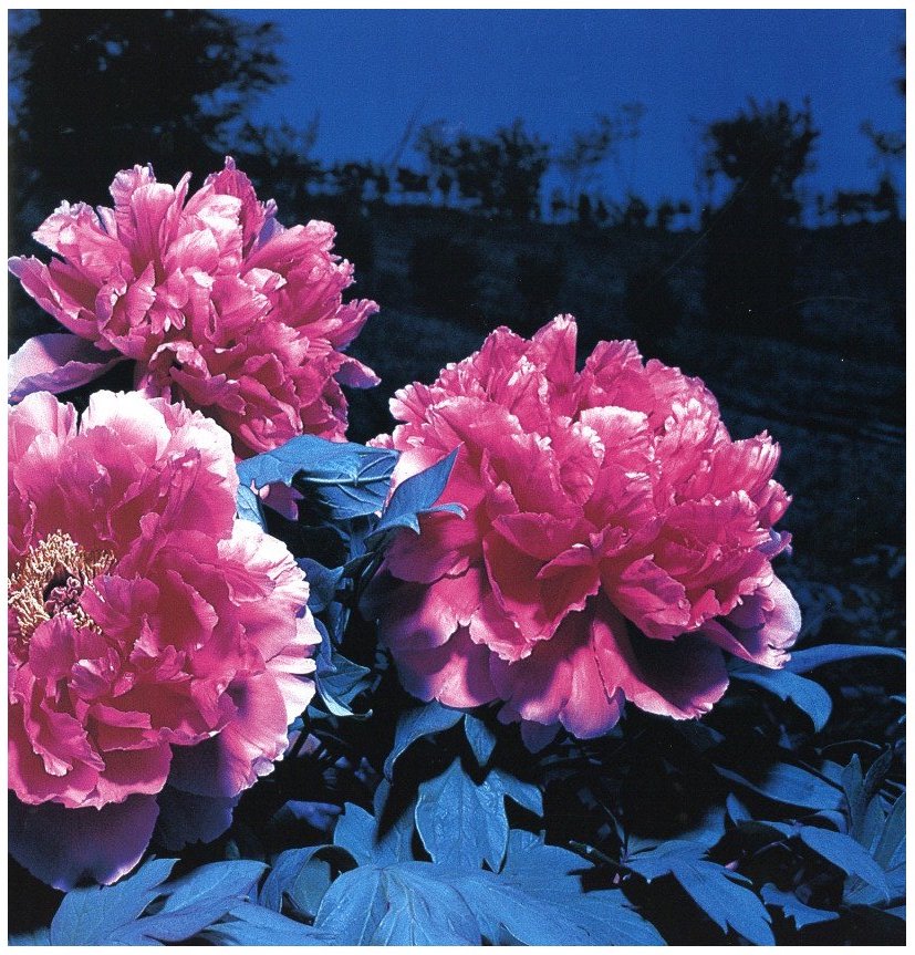 花狩 山村雅昭写真集 / 著：山村雅昭 | 小宮山書店 KOMIYAMA TOKYO