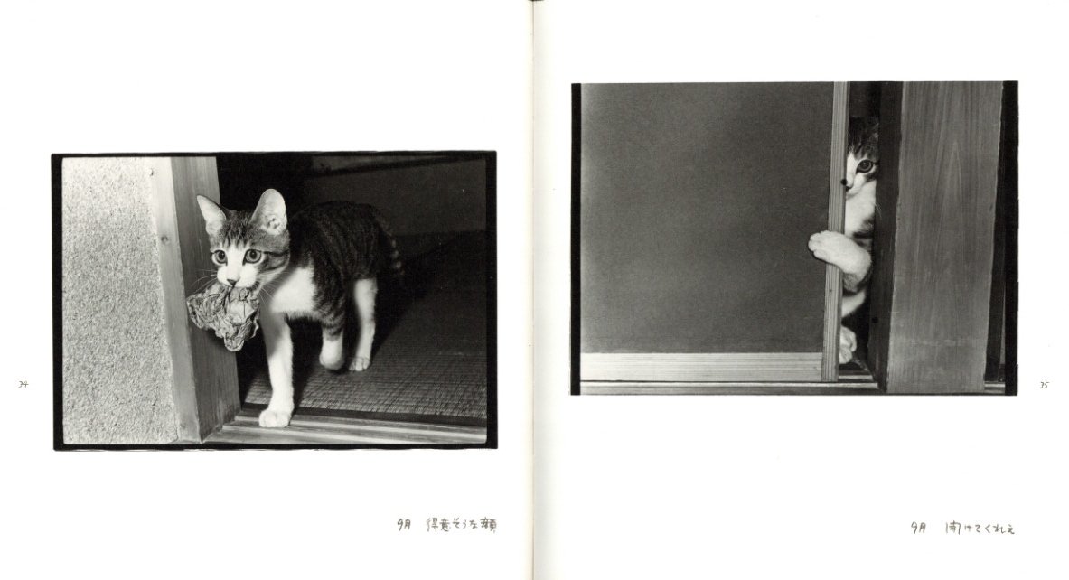 深瀬昌久 afterwordサスケ写真集 猫 2016年 初版限定900部 深瀬昌久