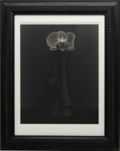 QUINAULT / 上田義彦 | 小宮山書店 KOMIYAMA TOKYO | 神保町 古書