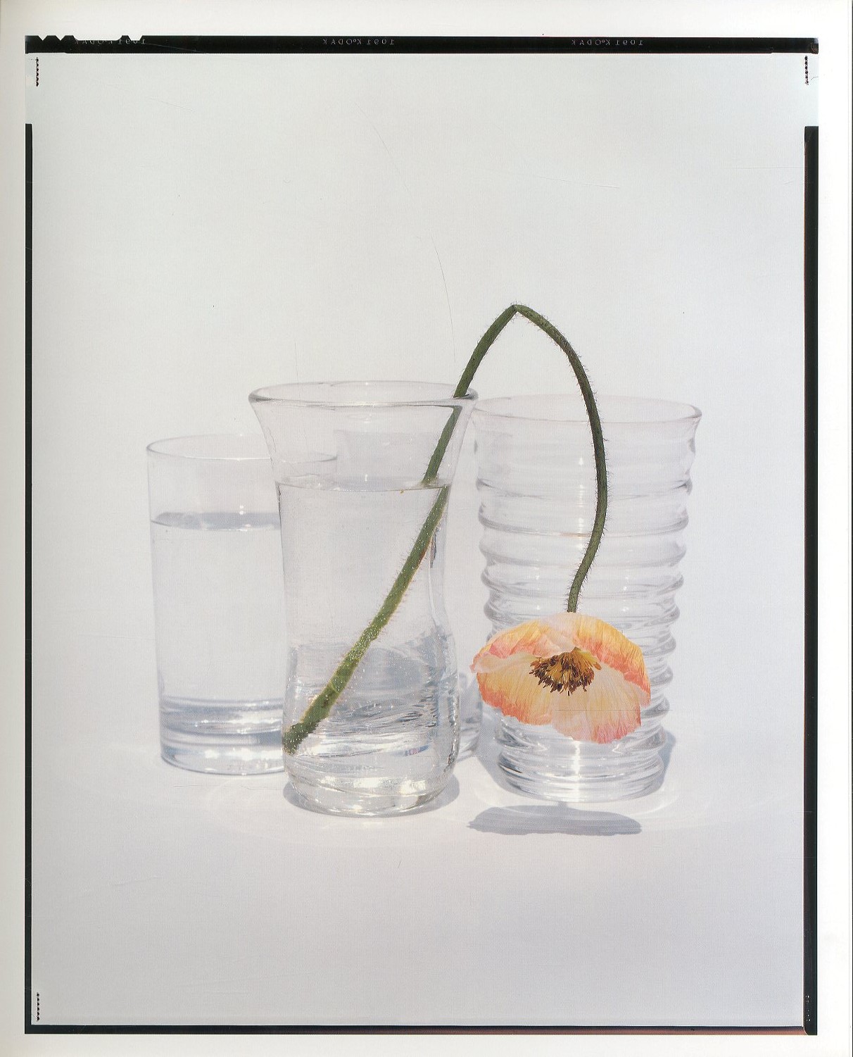 YOSHIHIKO UEDA : FLOWERS / 著：上田義彦 文：伊藤俊治 装幀：葛西薫