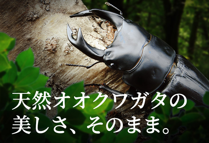 国産オオクワガタ新潟県産ペア販売│ビートルファーム