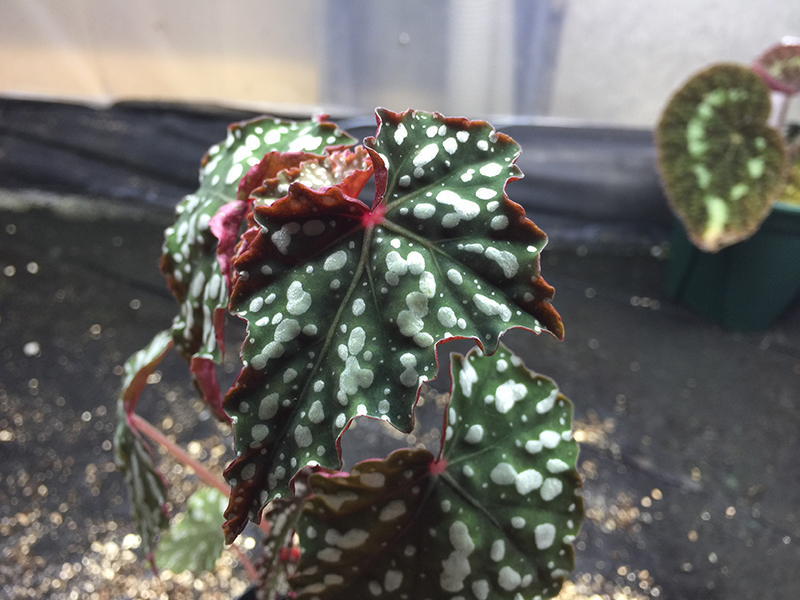 Izumonokiraboshi イズモノキラボシ – Begonia Club