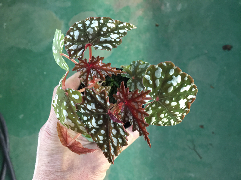 Izumonokiraboshi イズモノキラボシ – Begonia Club