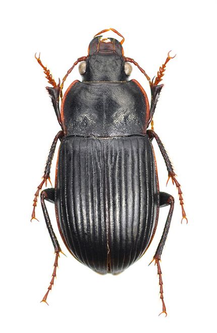 里山のゴミムシ イグチマルガタゴミムシ