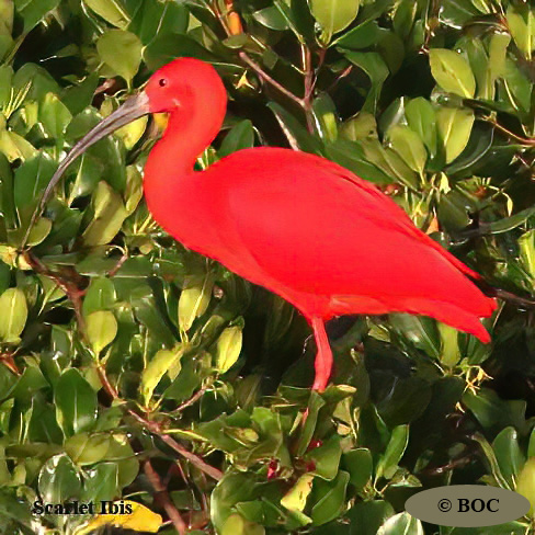 Scarlet Ibis (Eudocimus ruber) | Birds of Cuba | BOC
