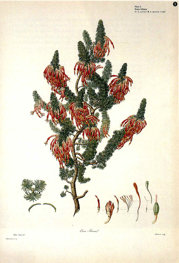 Gallery 科学と芸術が生んだ植物画 | JT生命誌研究館