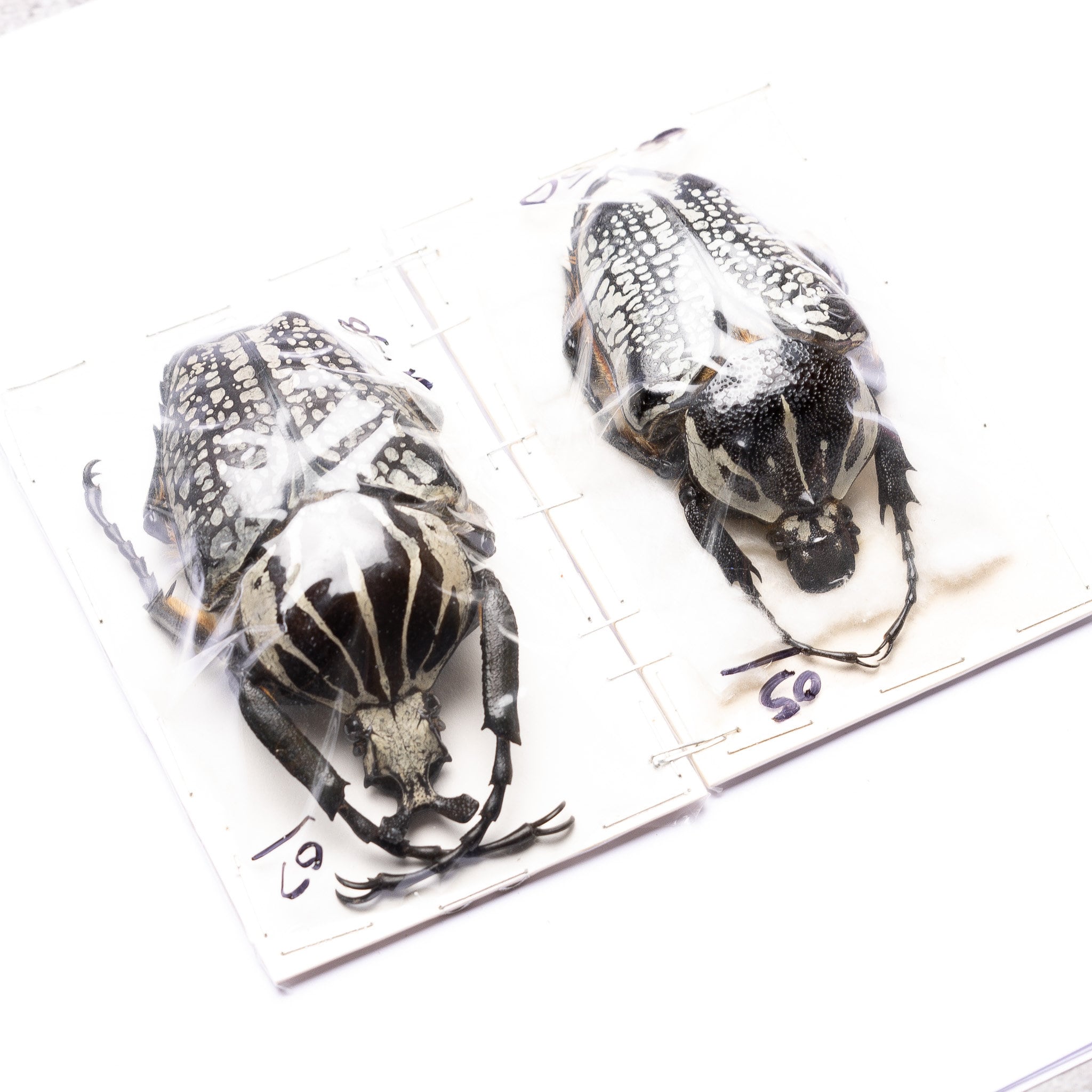 A PAIR of African Goliath Beetle (Goliathus orientalis) A1