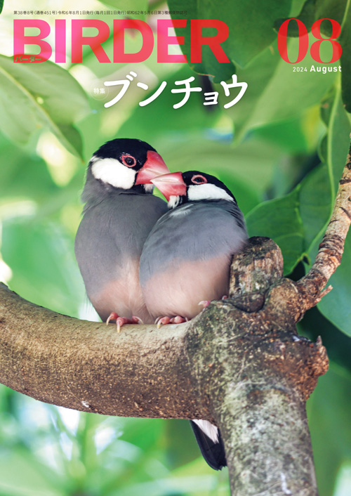 BIRDER