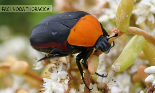 Goliathus orientalis - シラフオオツノハナムグリ