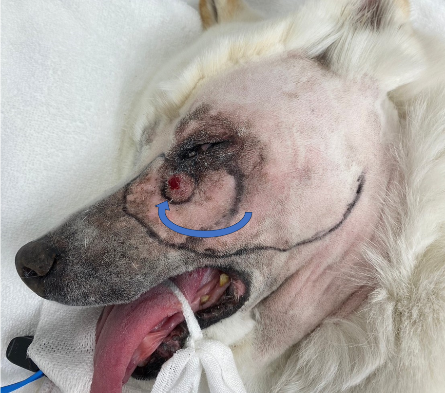 肥満細胞腫 – 東郷がじゅまるの樹動物病院 | 犬・猫 | 外科・腫瘍科