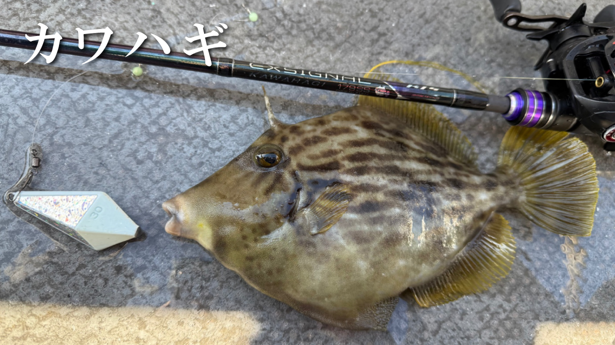 がま船 シーファング カワハギ | がまかつ