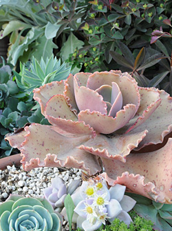 エケベリア 七福神 (3号) - ACID NATURE 乙庭