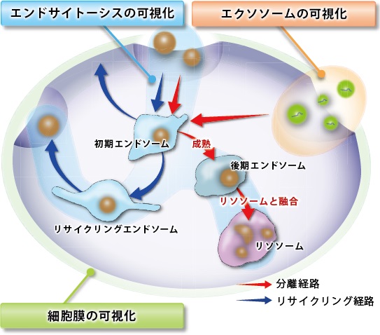 細胞を知る。エンドが変わる 脳の幹細胞の老化メカニズム解明に成功 機能低下に関わる遺伝子を可逆