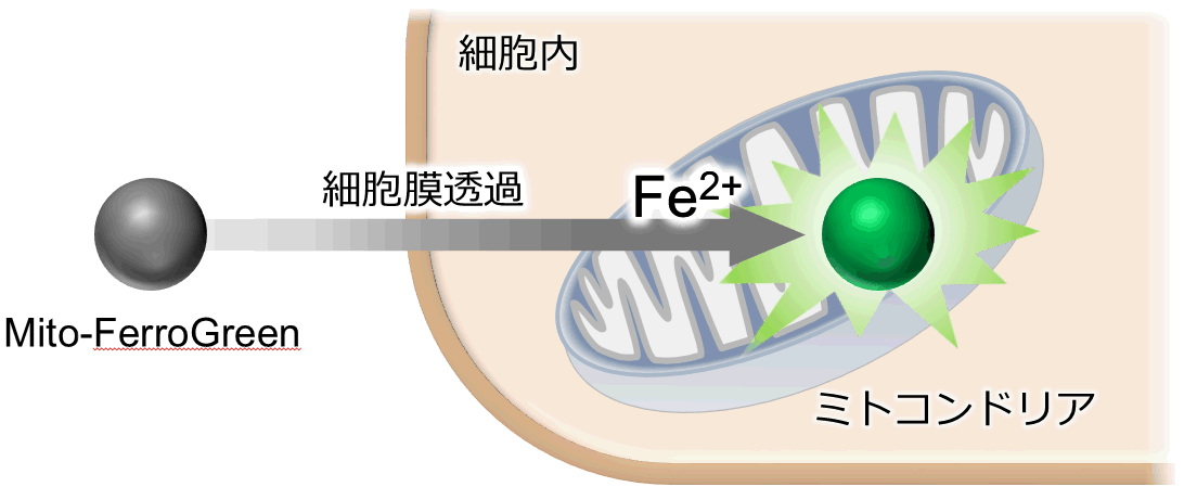 ミトコンドリア内鉄イオン検出試薬 Mito-FerroGreen | CAS - 同仁化学