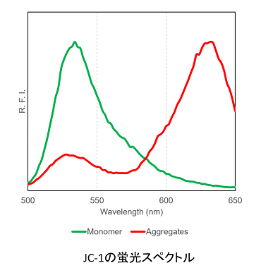 ミトコンドリア膜電位検出キット JC-1 MitoMP Detection Kit 同仁化学