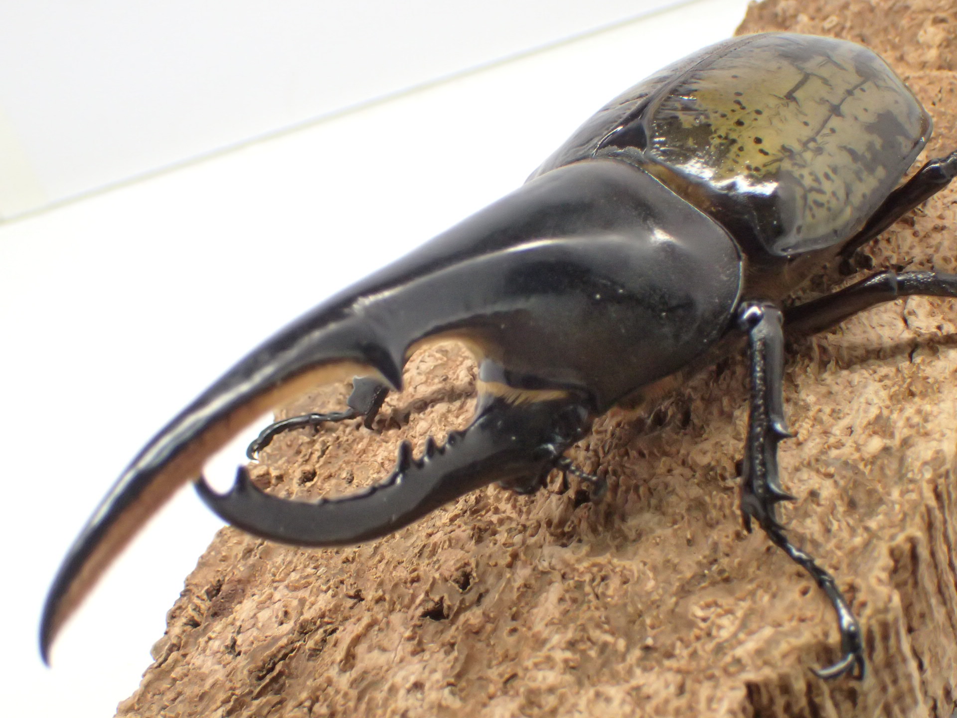 むしやどんぐり / ヘラクレスオオカブト