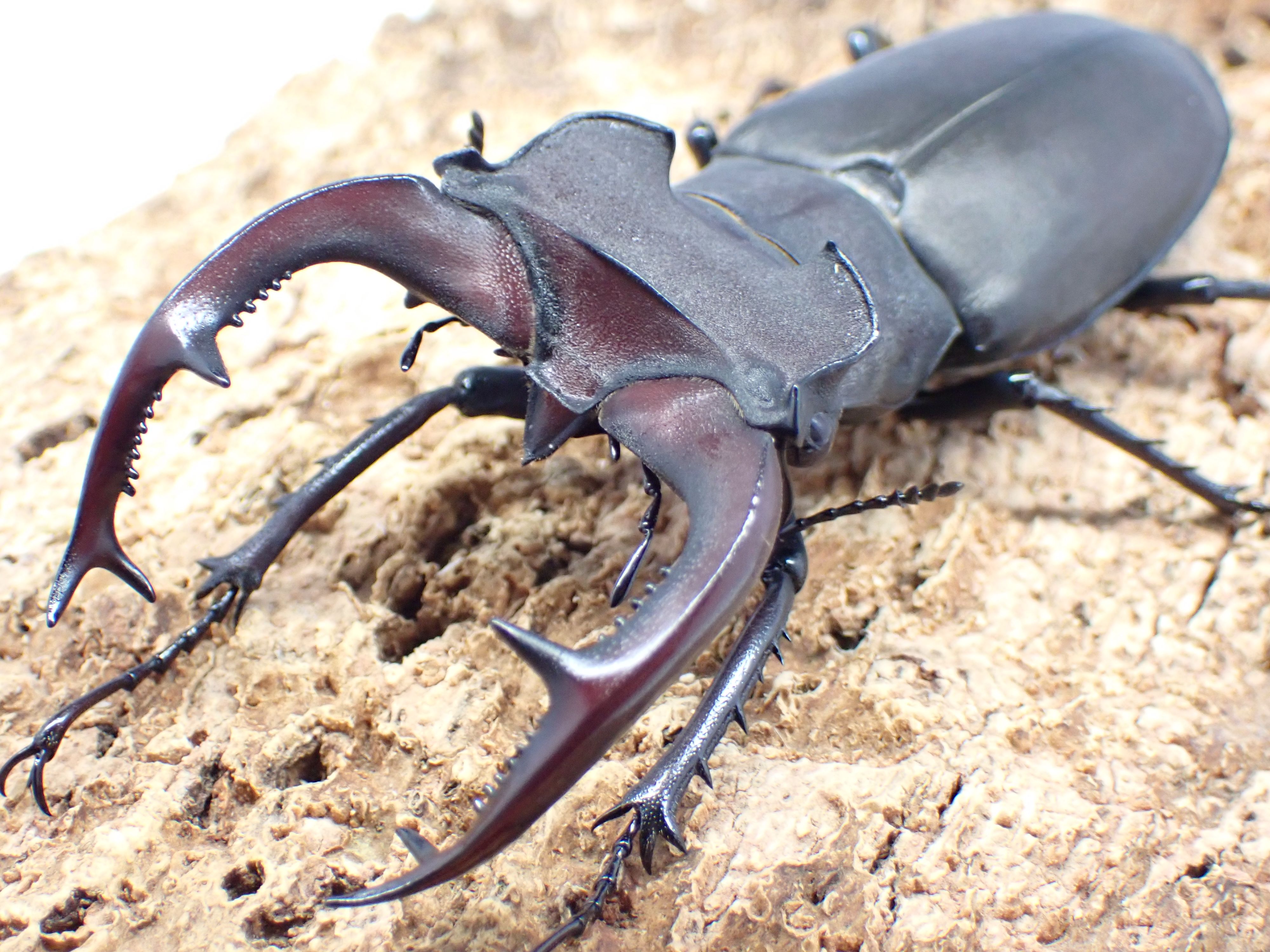 むしやどんぐり / ヨーロッパミヤマクワガタ(ケルブス)