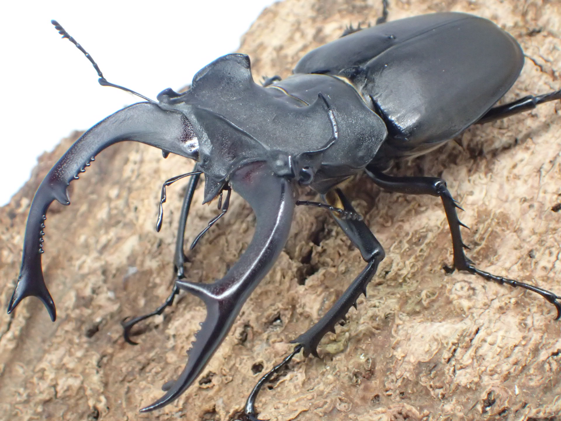 シリア産 ユダイクスミヤマクワガタ ♂67ミリ・♀47ミリ ペア