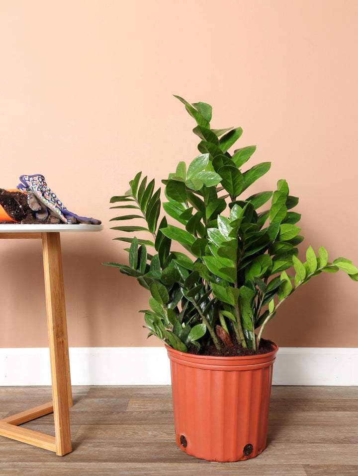 000006-01_720x.jpg?v=1643723657