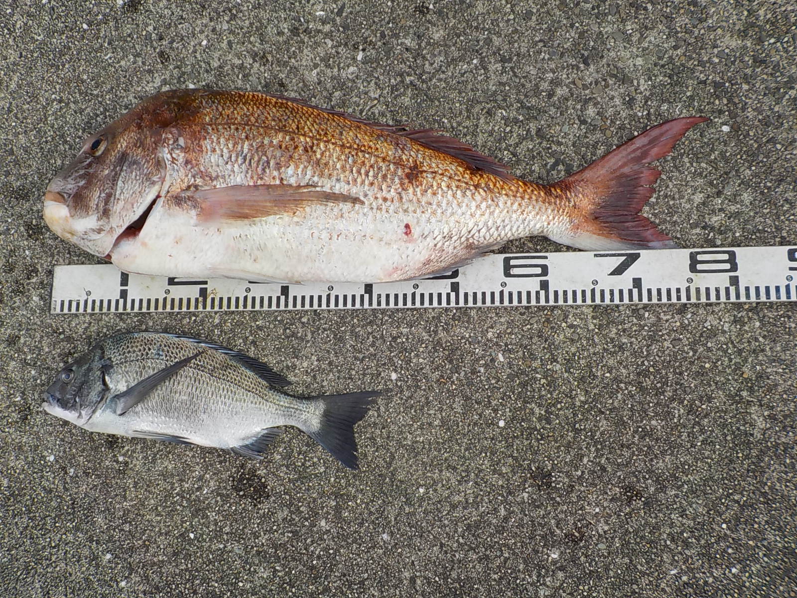 木下様 マダイ80センチ！チヌ40センチ - 和歌山 串本のカセ釣り