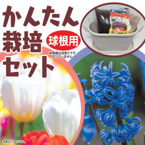 かんたん栽培セット 球根用 ニチリウ永瀬 野菜種 オーバル43型