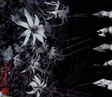 ain't afraid to die (2001) - DEGwiki