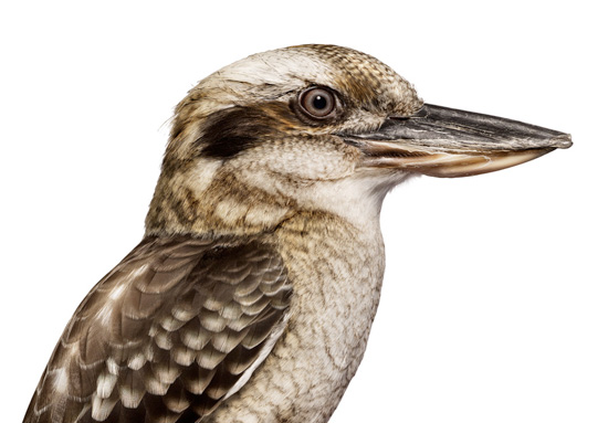 bird by andrew zuckerman