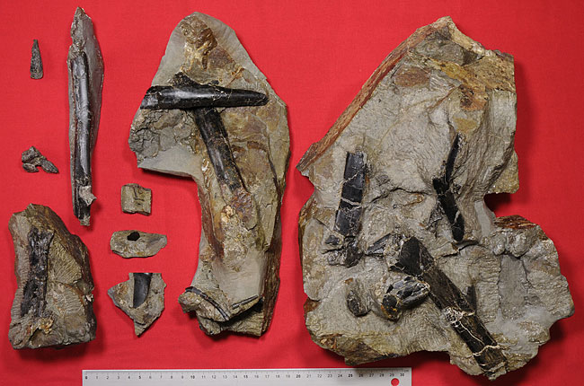 長崎県産の翼竜化石について｜恐竜博物館の調査研究｜FPDM: 福井県立