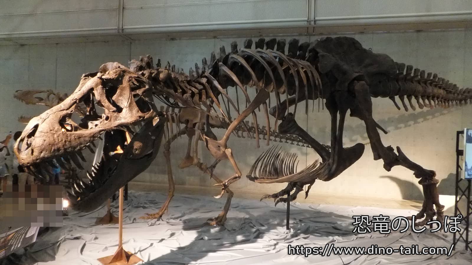 ティラノサウルス | 恐竜のしっぽ -図鑑-