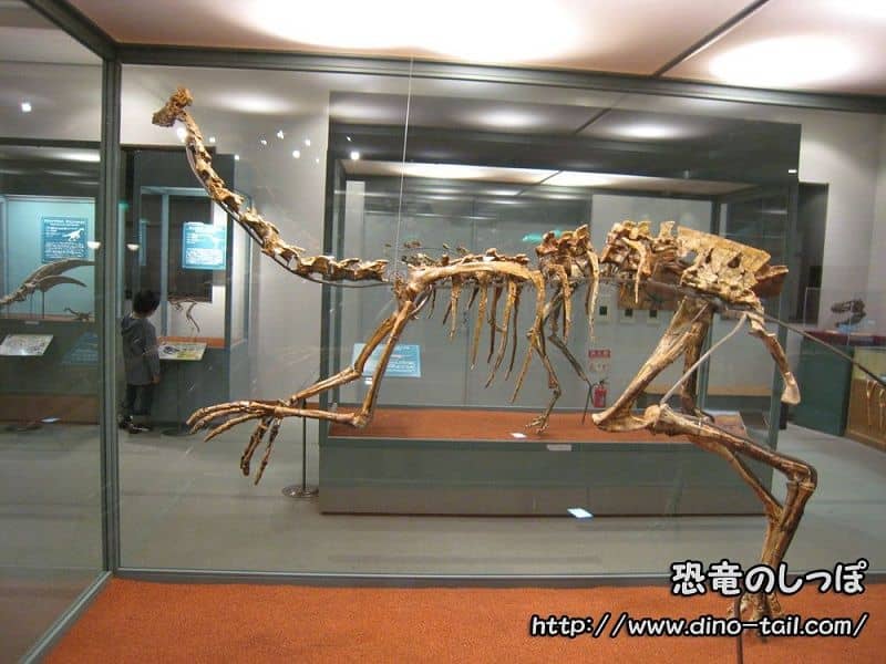 ガリミムス | 恐竜のしっぽ -図鑑-