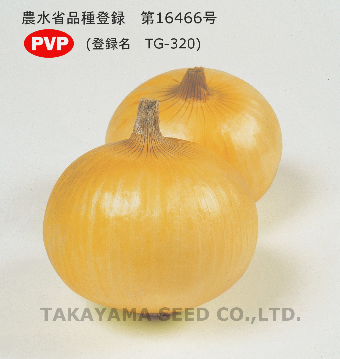 トップゴールド320[玉葱] - e-種や｜国内最大級の野菜種・花種・苗