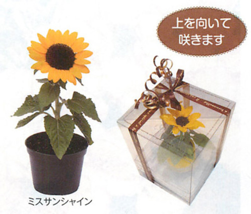 ひまわり - e-種や｜国内最大級の野菜種・花種・苗・農業資材の販売店