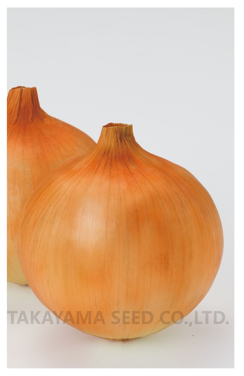 トップゴールド525[玉葱] - e-種や｜国内最大級の野菜種・花種・苗