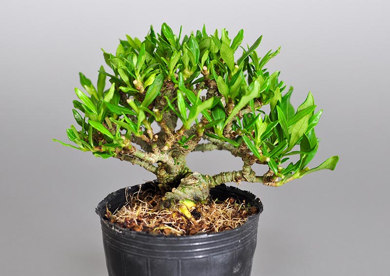 クチナシX（くちなし・梔子）豆盆栽の販売と育て方・作り方