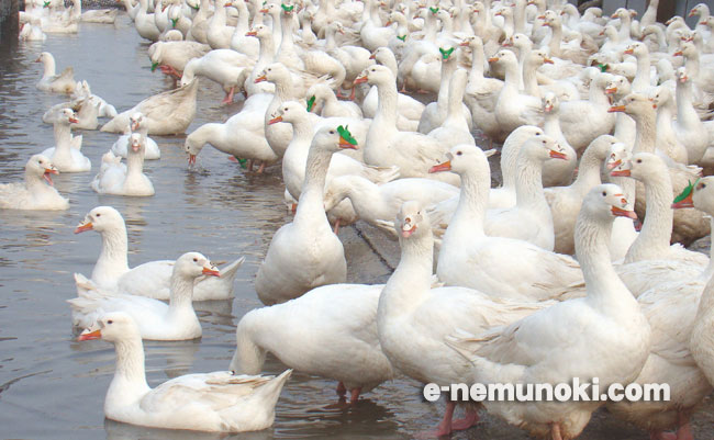 ハンガリー産マザーグース羽毛布団／最高級羽毛布団／オーダーメイド