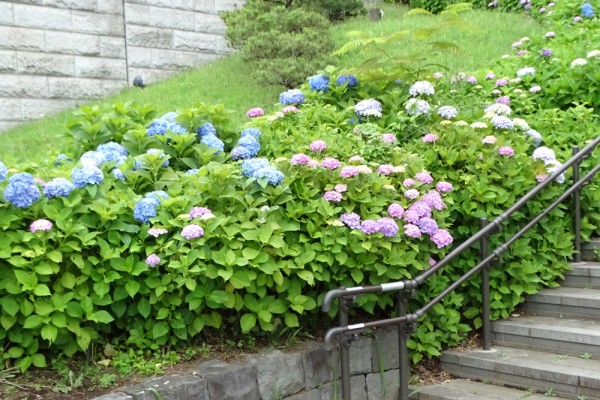 葛西の四季折々（25）「アジサイ」 - 花とみどりのボランティア/環境